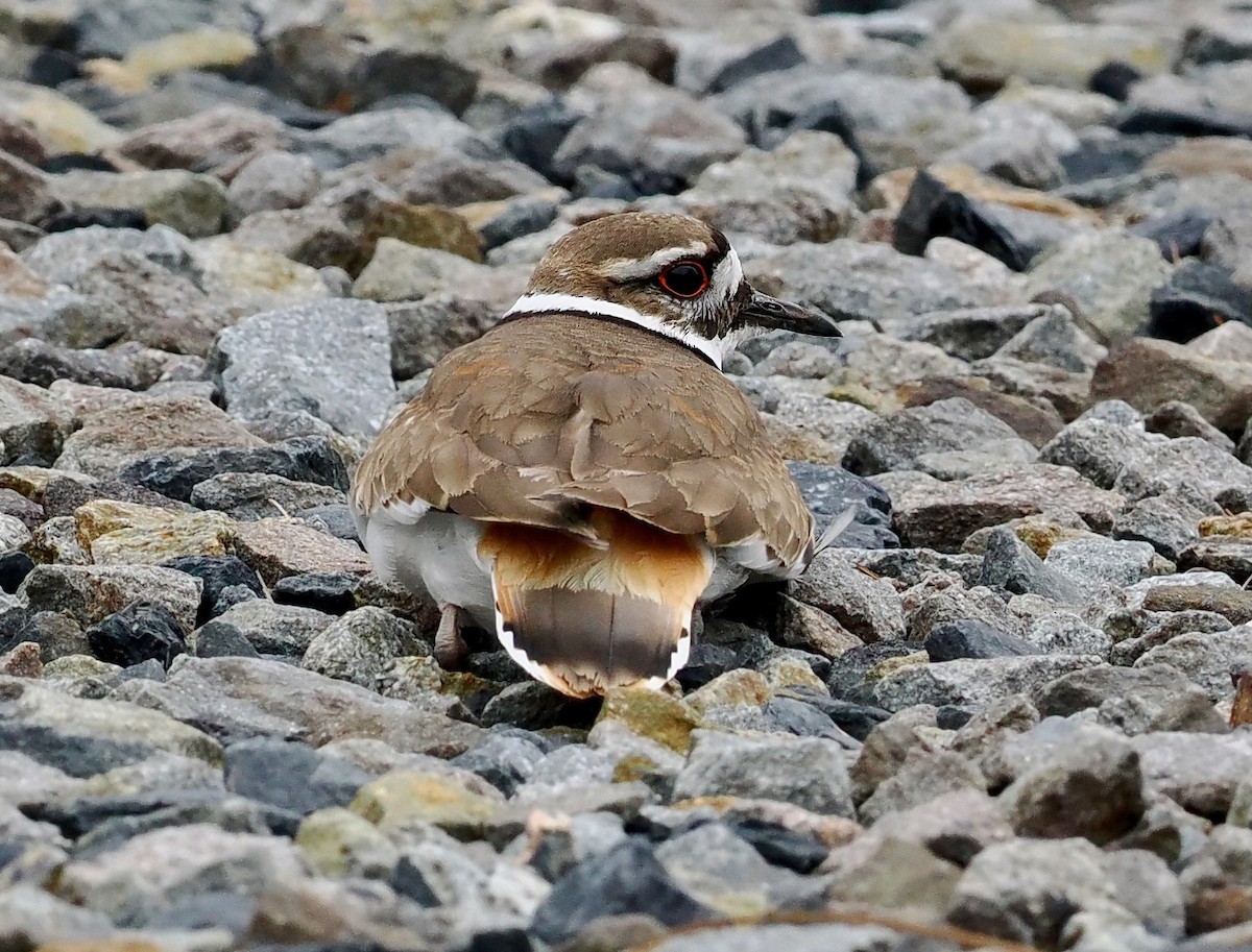 Killdeer - Ken Winkler