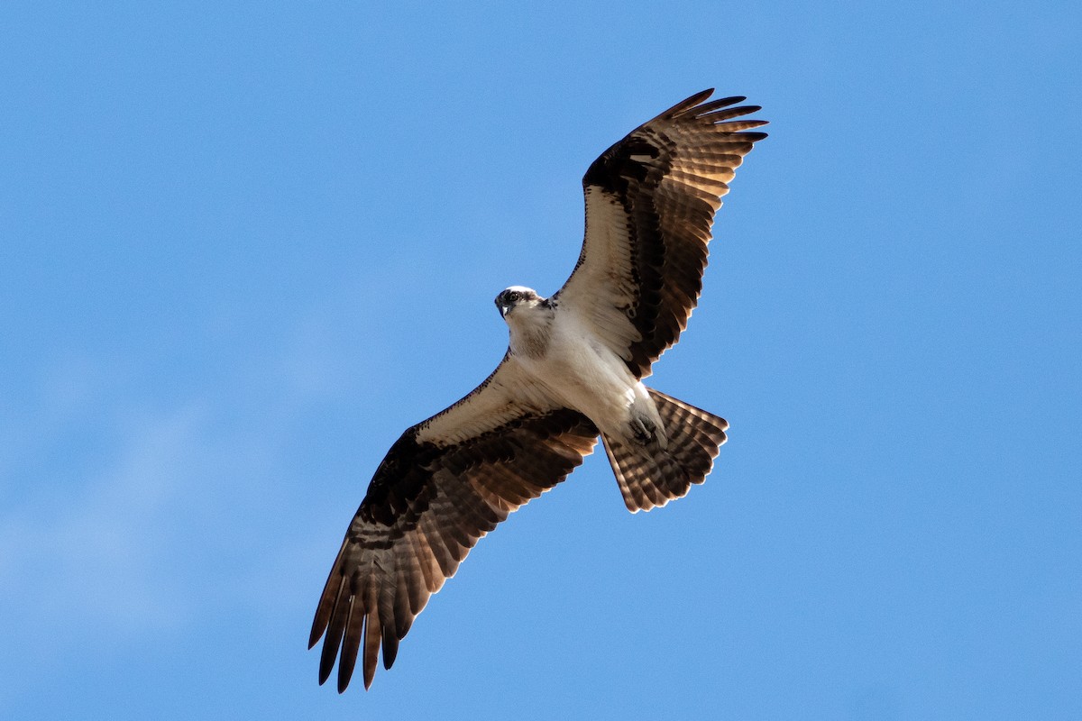 Balbuzard pêcheur - ML554724871