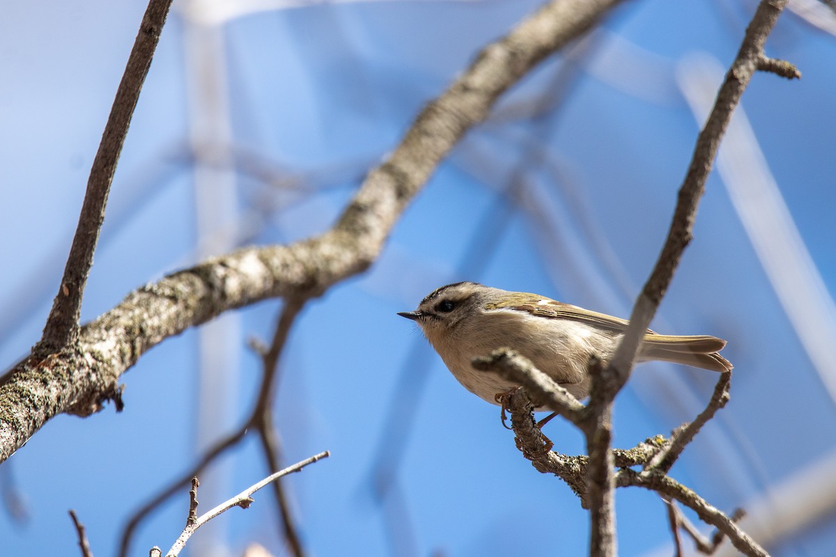 Roitelet à couronne dorée - ML554725411