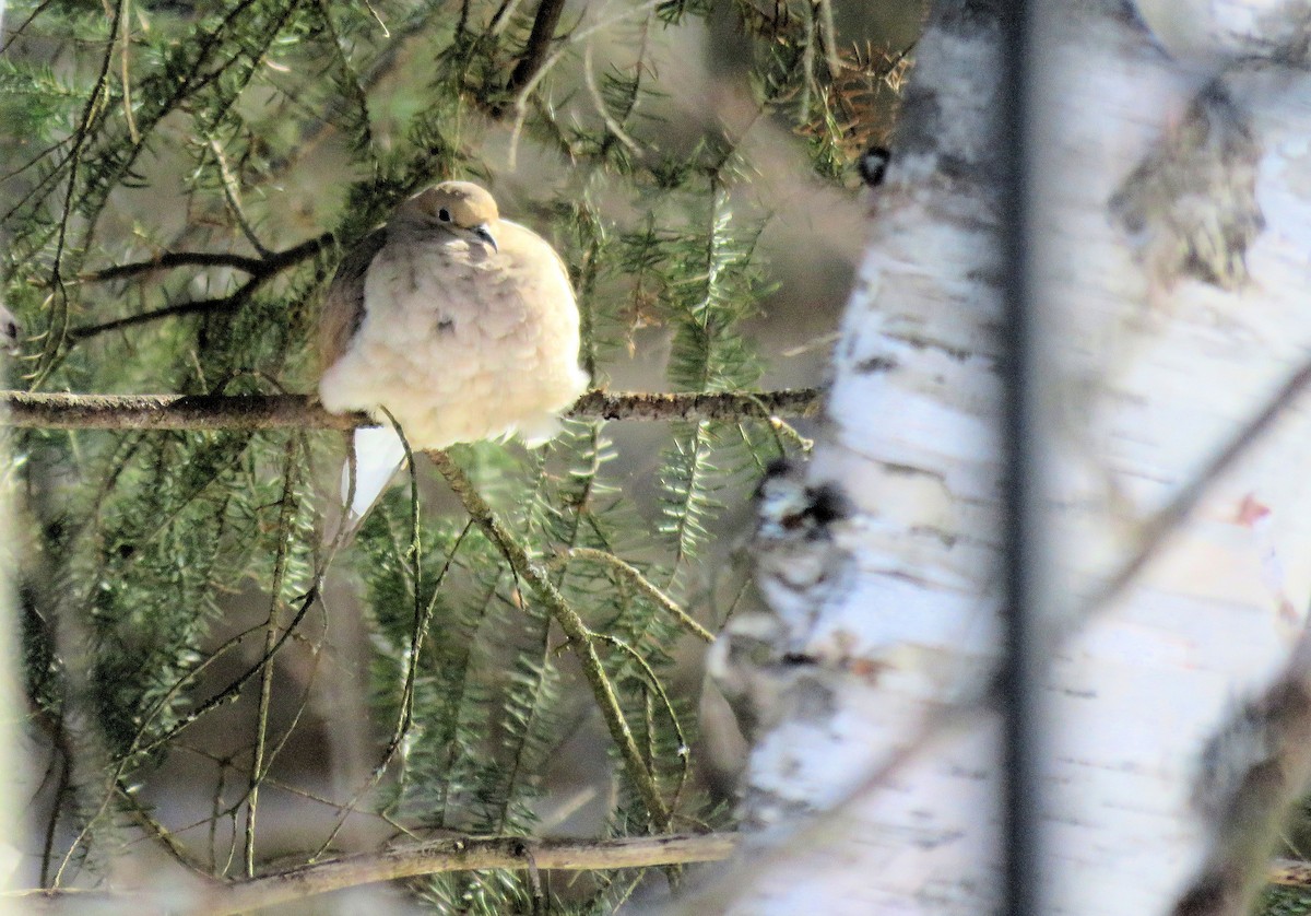 Mourning Dove - ML554725751