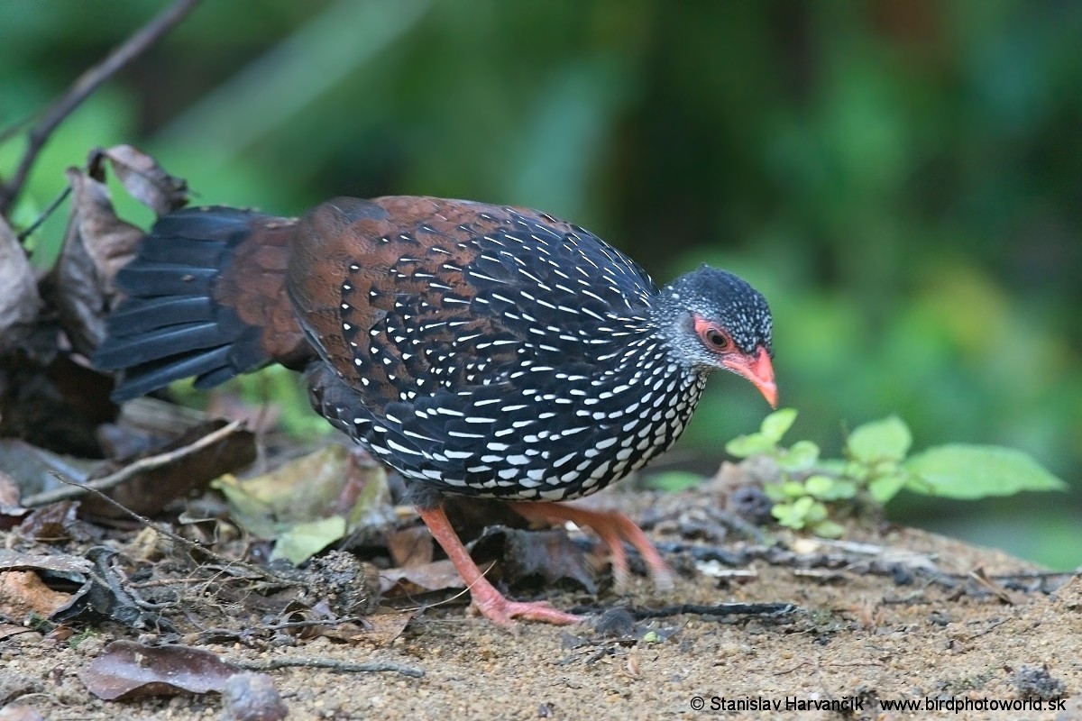 Sri Lanka Spurfowl - ML554726201