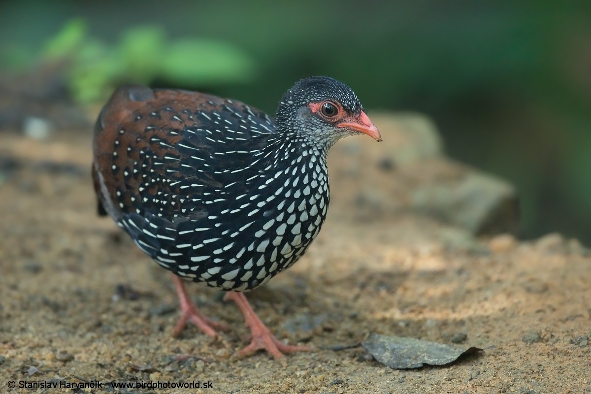 Sri Lanka Spurfowl - ML554726231