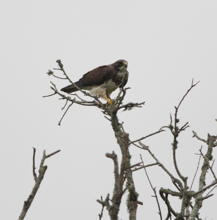 Red-tailed Hawk - ML554726561