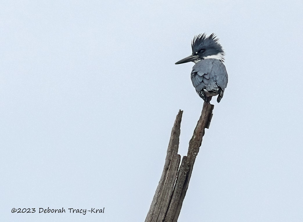 Belted Kingfisher - Deborah Kral