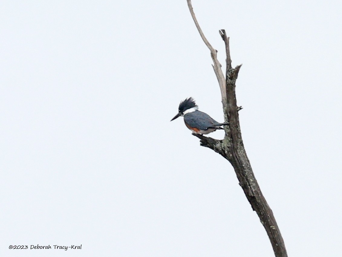 Belted Kingfisher - ML554727631