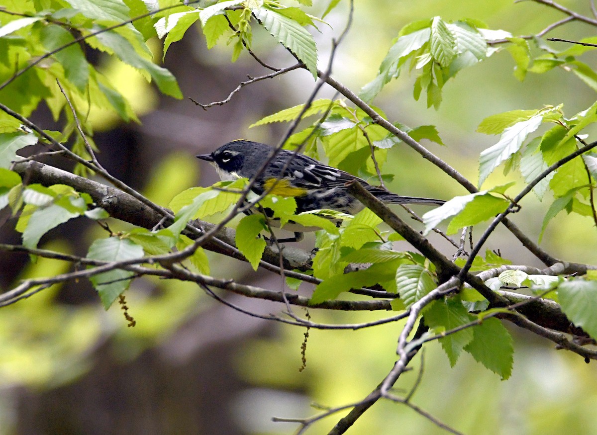 Yellow-rumped Warbler (Myrtle) - ML554727671