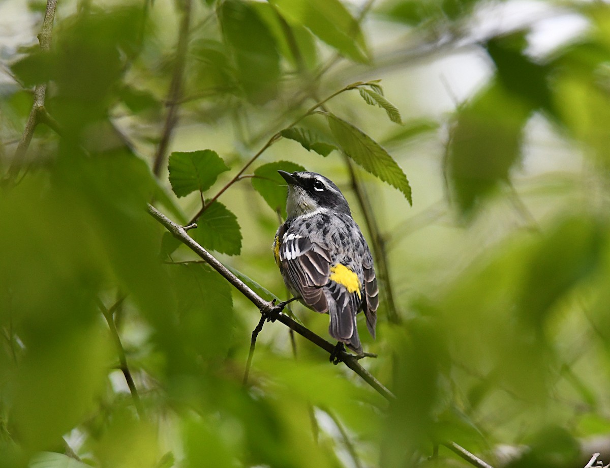 Yellow-rumped Warbler (Myrtle) - ML554727681