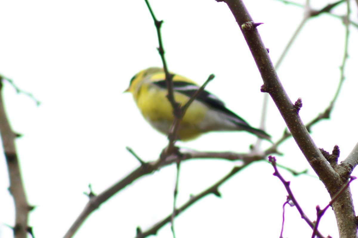 American Goldfinch - Brandt Schurenberg