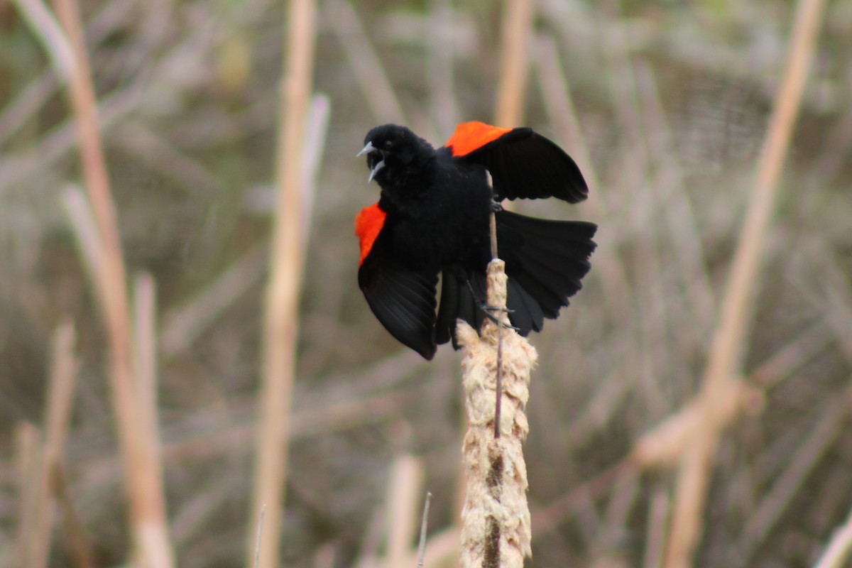 Red-winged Blackbird - ML554728551