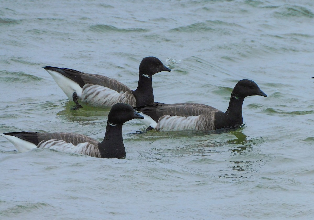 Brant - ML554728571