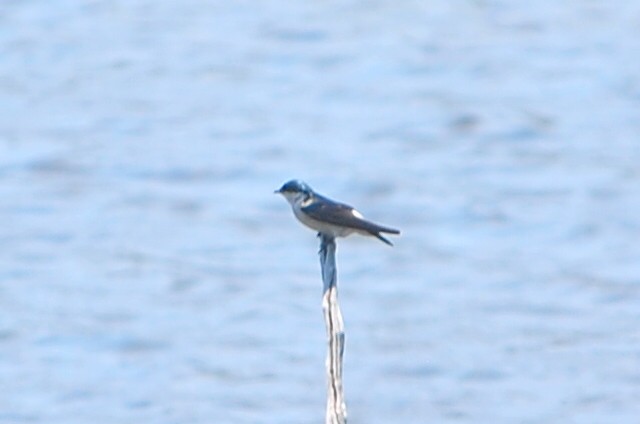 Mangrove Swallow - ML554728621