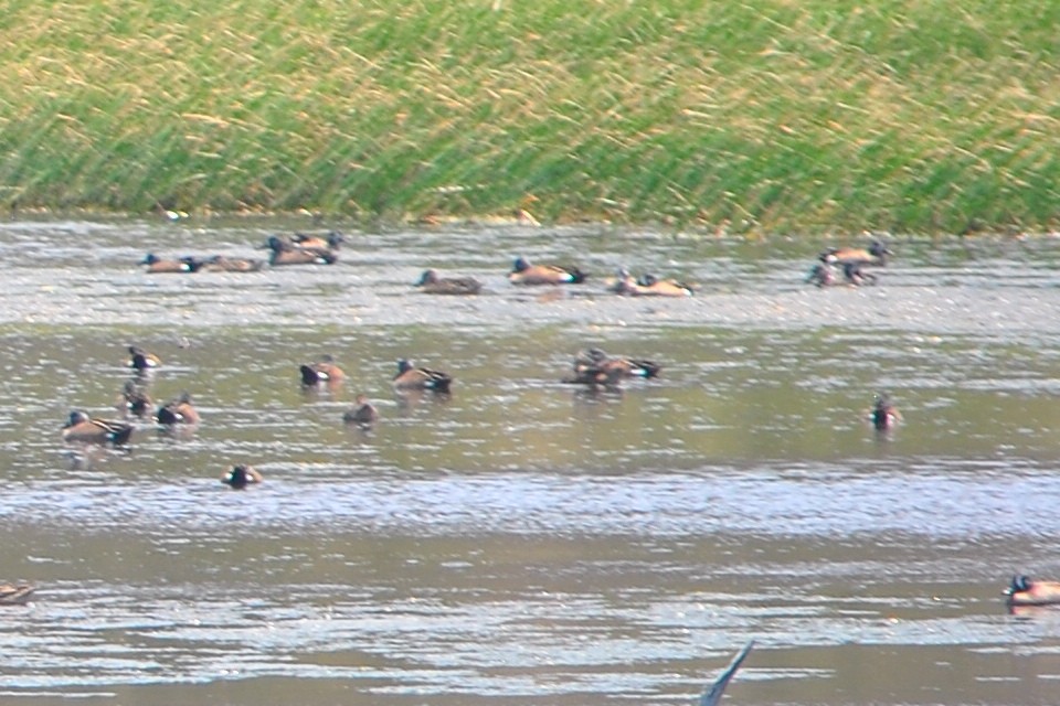 Blue-winged Teal - ML554728631
