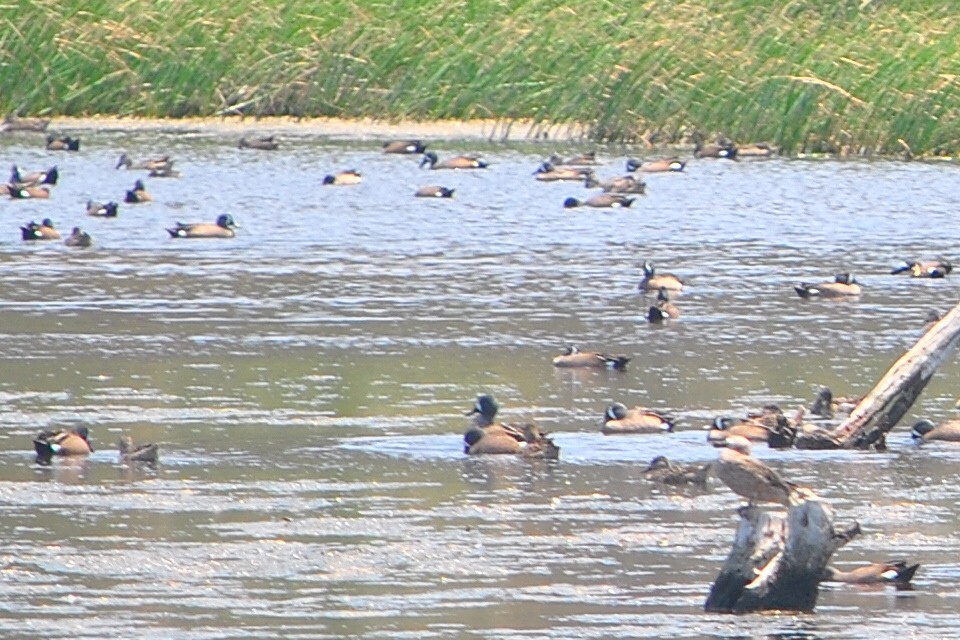 Blue-winged Teal - ML554728641