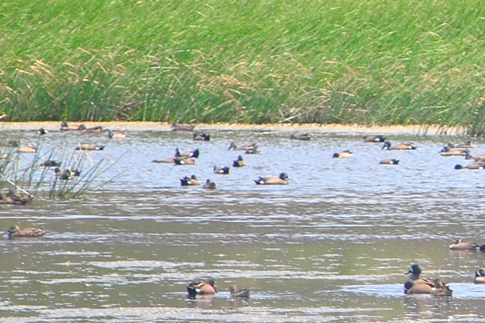 Blue-winged Teal - ML554728651