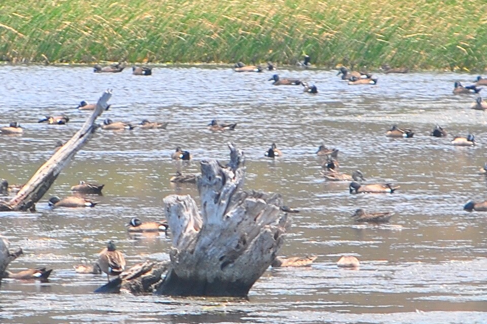 Blue-winged Teal - ML554728661