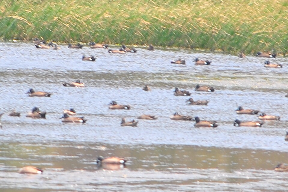 Blue-winged Teal - ML554728721