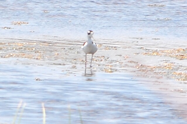 Black-necked Stilt - ML554728801