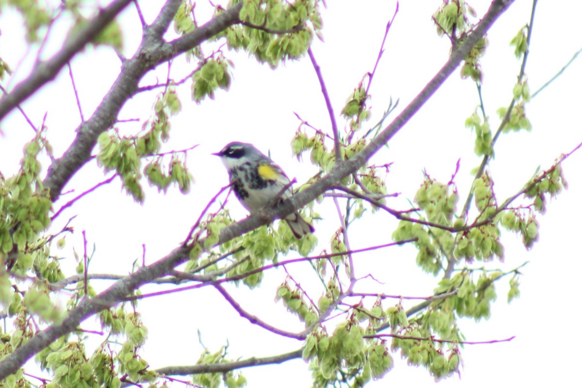 Yellow-rumped Warbler (Myrtle) - Brandt Schurenberg