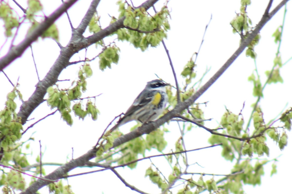 Yellow-rumped Warbler (Myrtle) - ML554729121