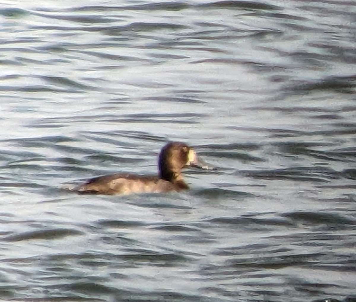 Greater Scaup - ML554729701