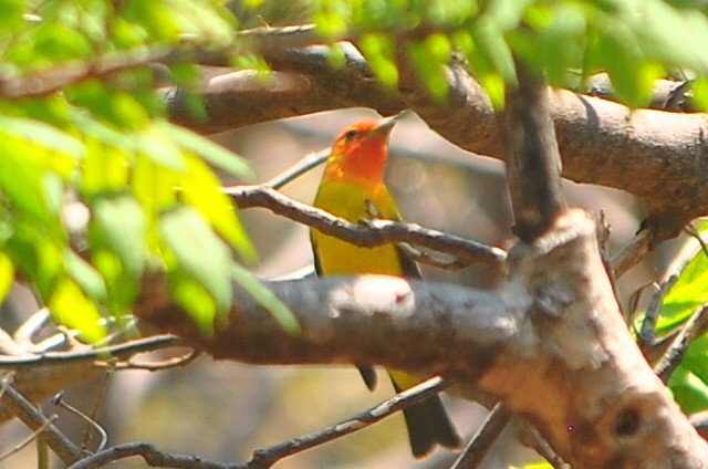 Western Tanager - ML554730261