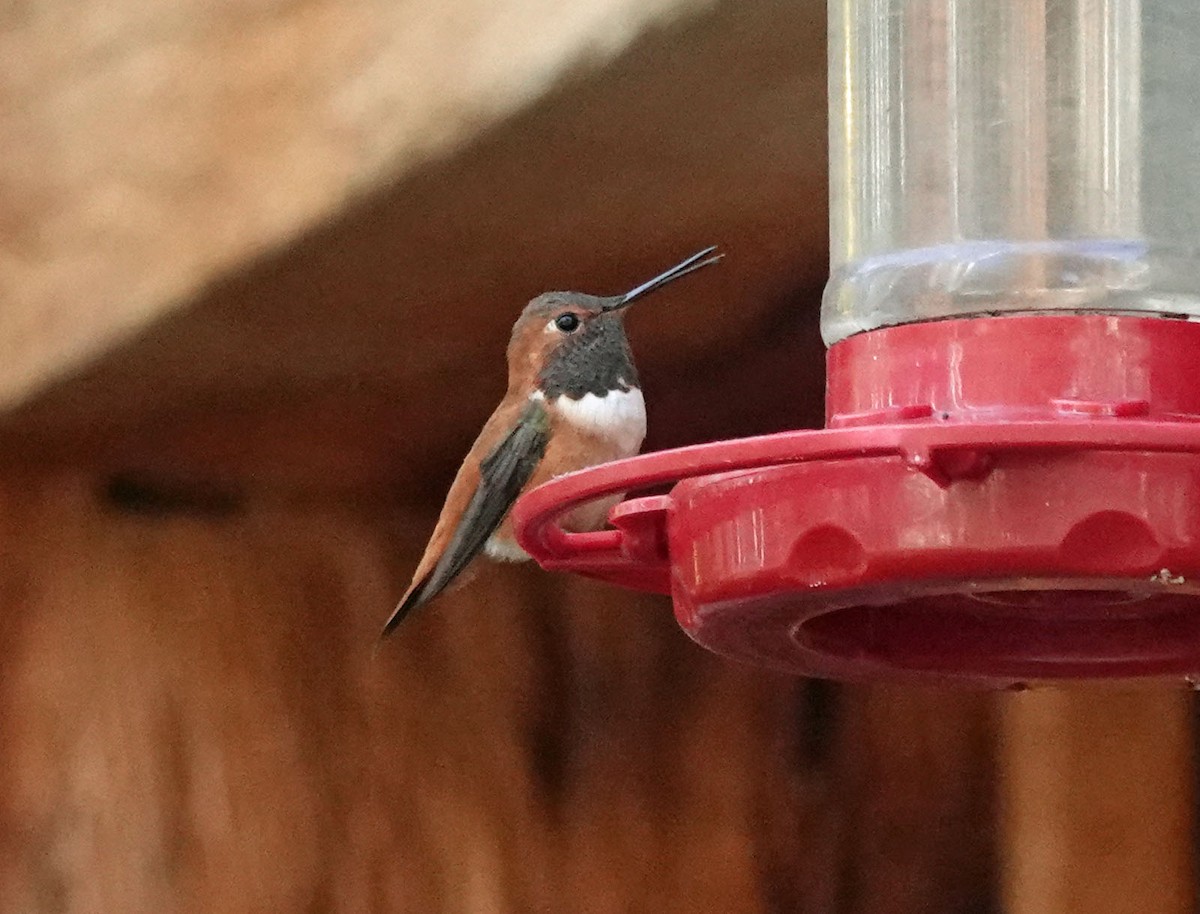 Rufous Hummingbird - ML554730541