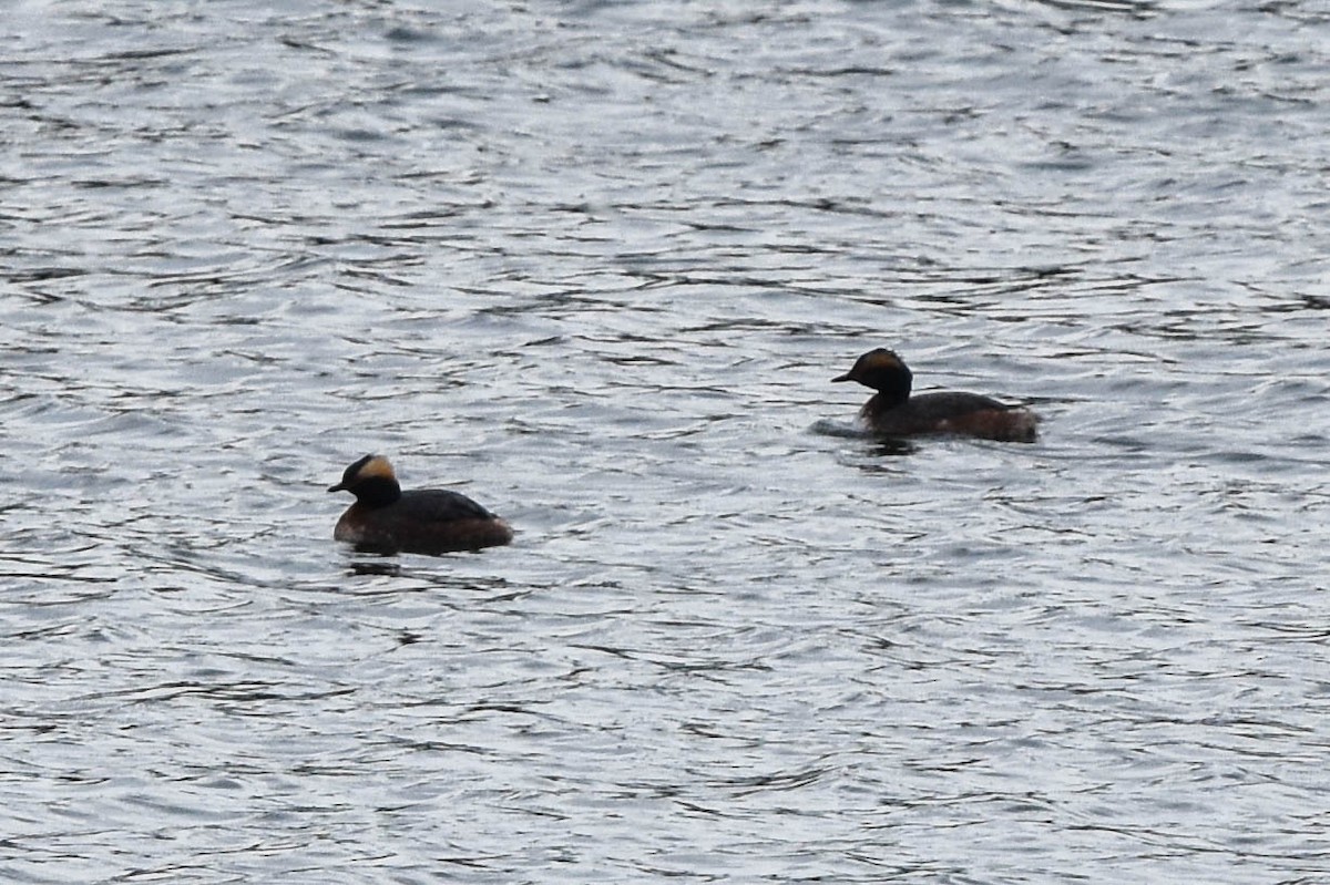 Ohrentaucher - ML554731241