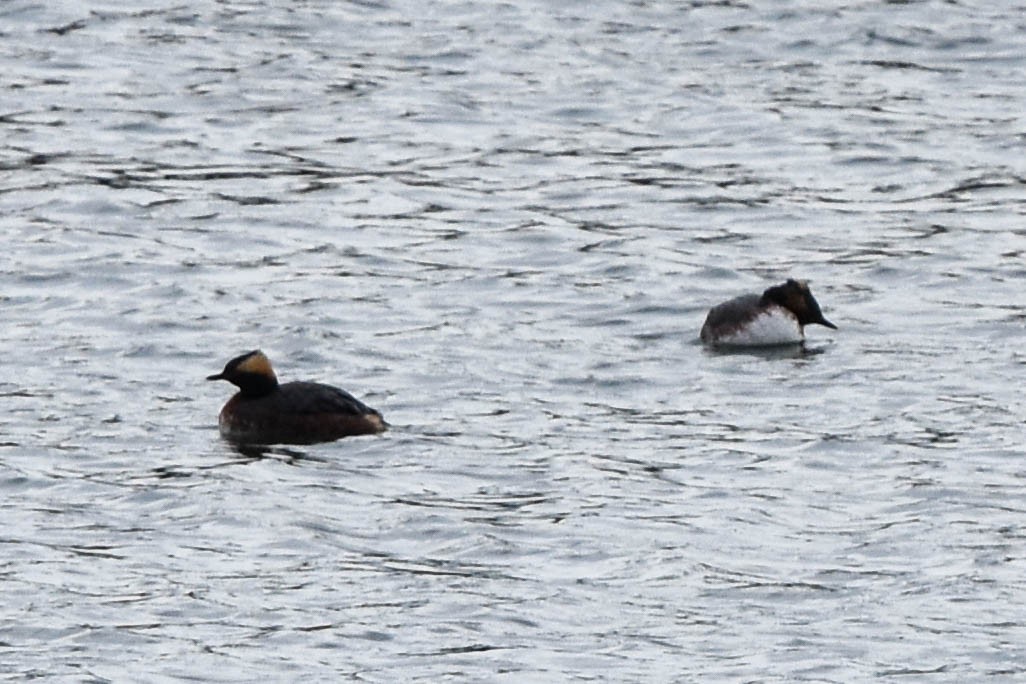 Ohrentaucher - ML554731251