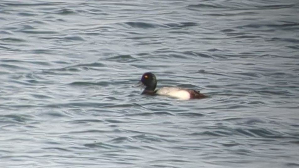 Greater Scaup - ML554733111