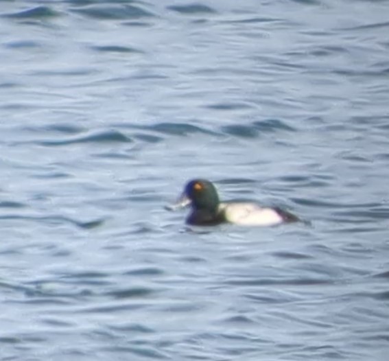 Greater Scaup - ML554733231
