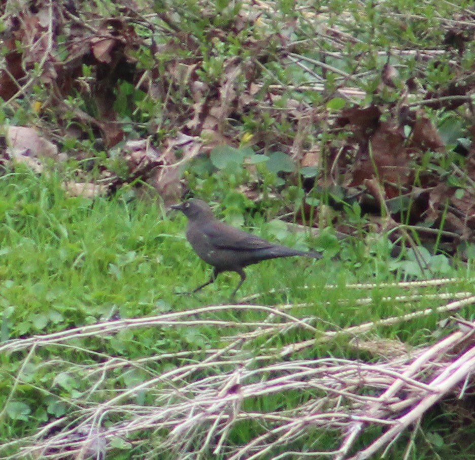 Rusty Blackbird - ML554733671