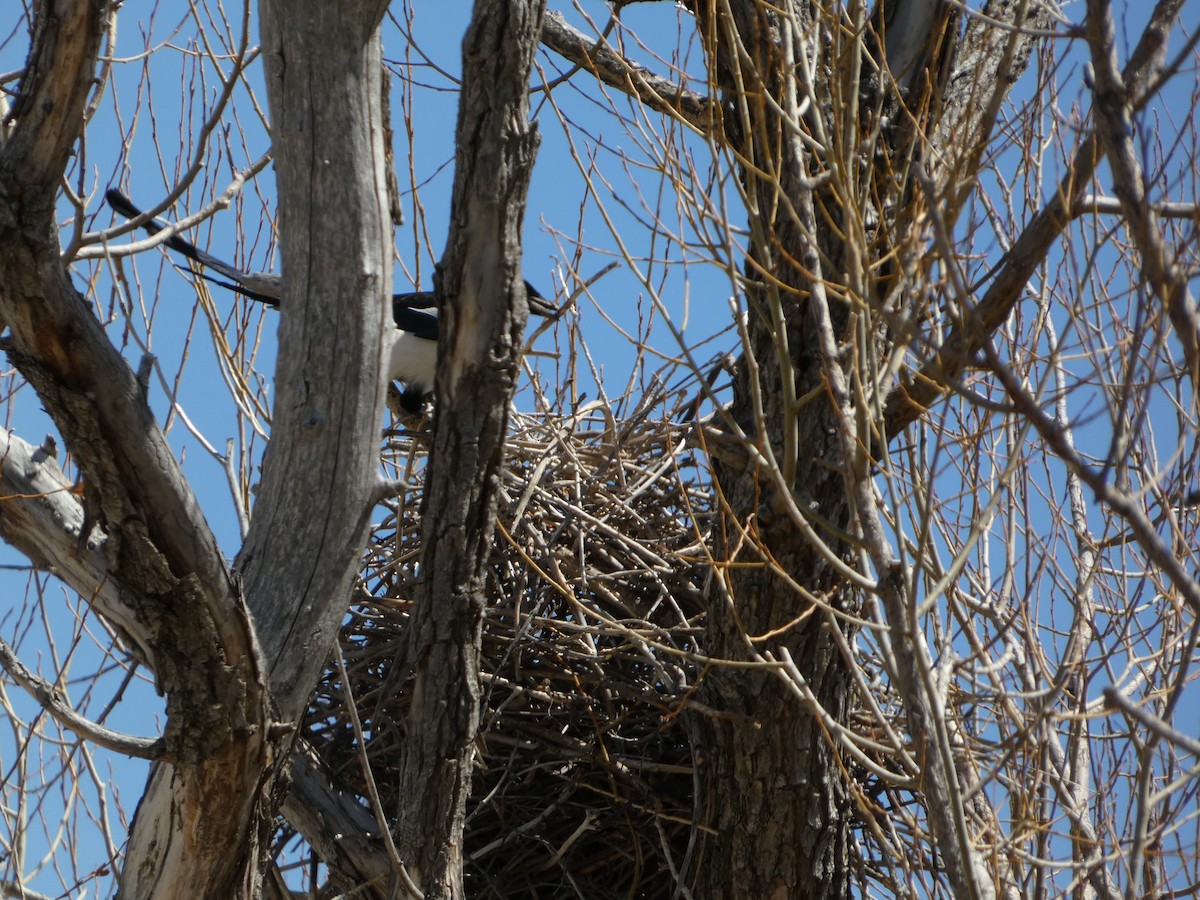 Black-billed Magpie - Dan Zmolek