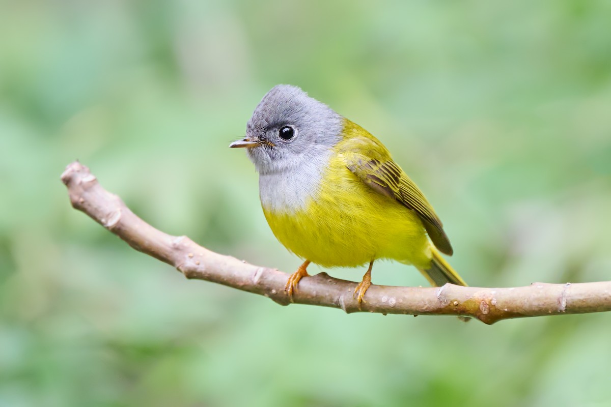 Gray-headed Canary-Flycatcher - ML554734671