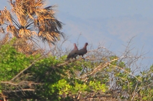 Red-billed Pigeon - ML554734941