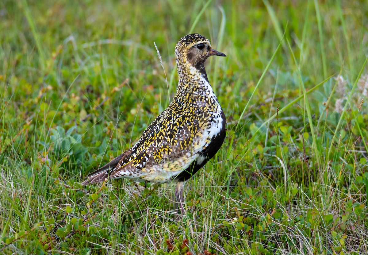 European Golden-Plover - ML554735101