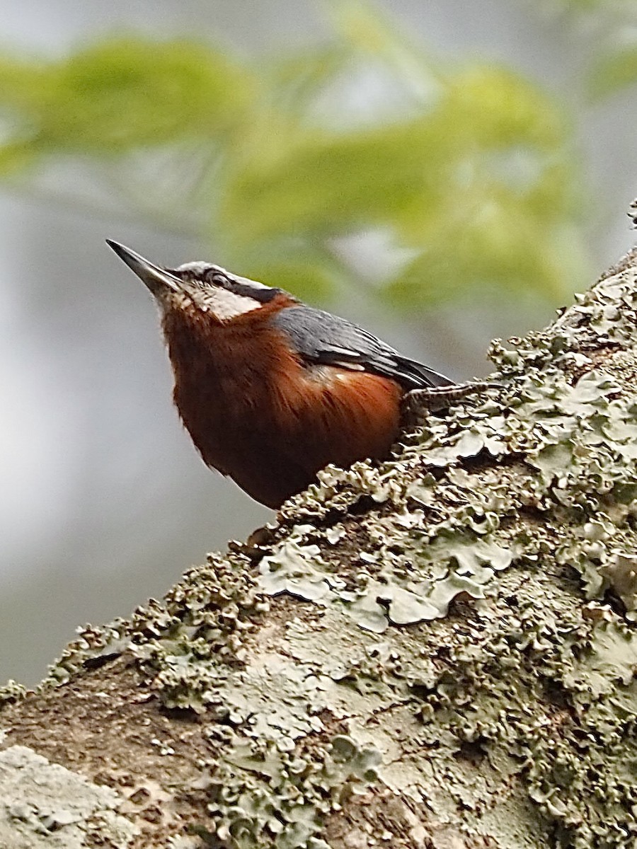 クリハラゴジュウカラ - ML554735351