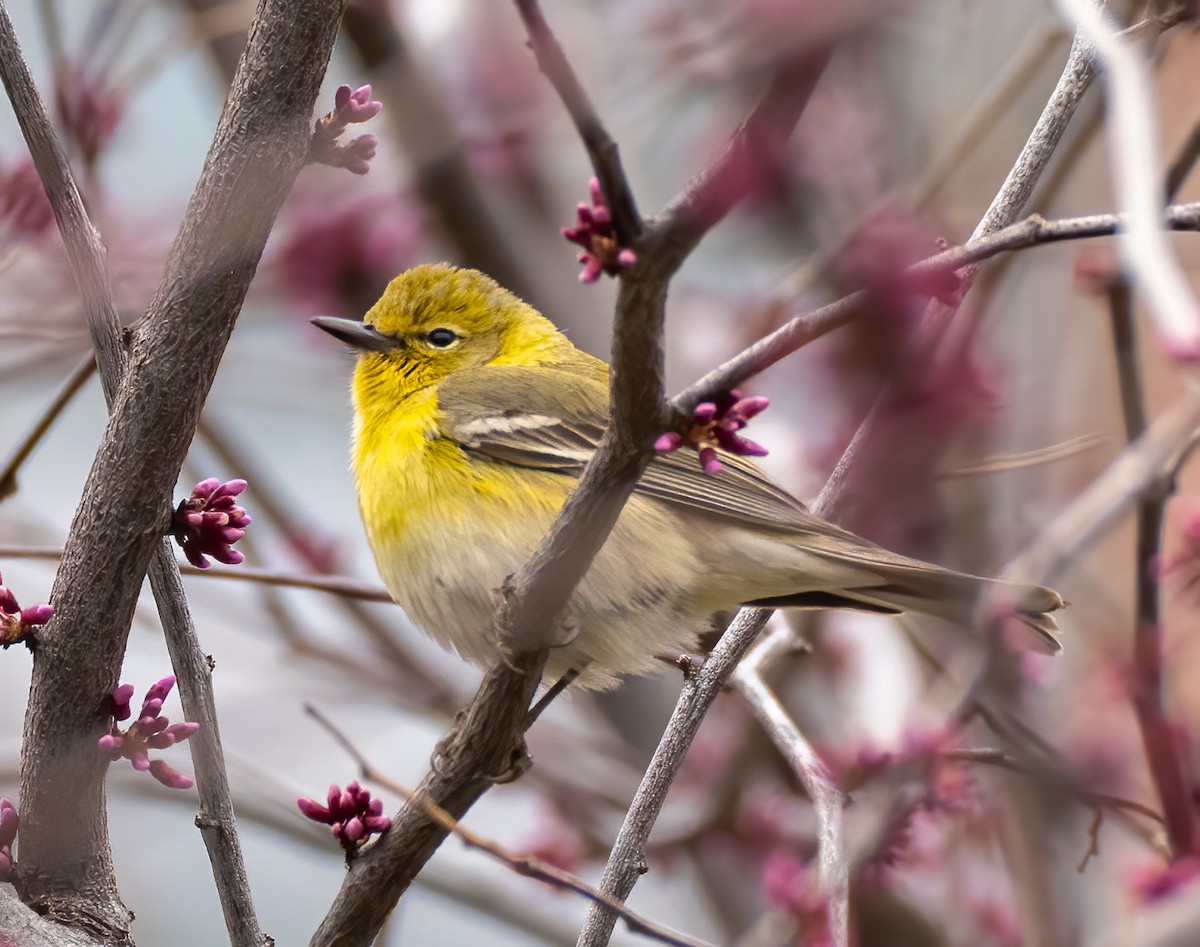 Pine Warbler - ML554736271