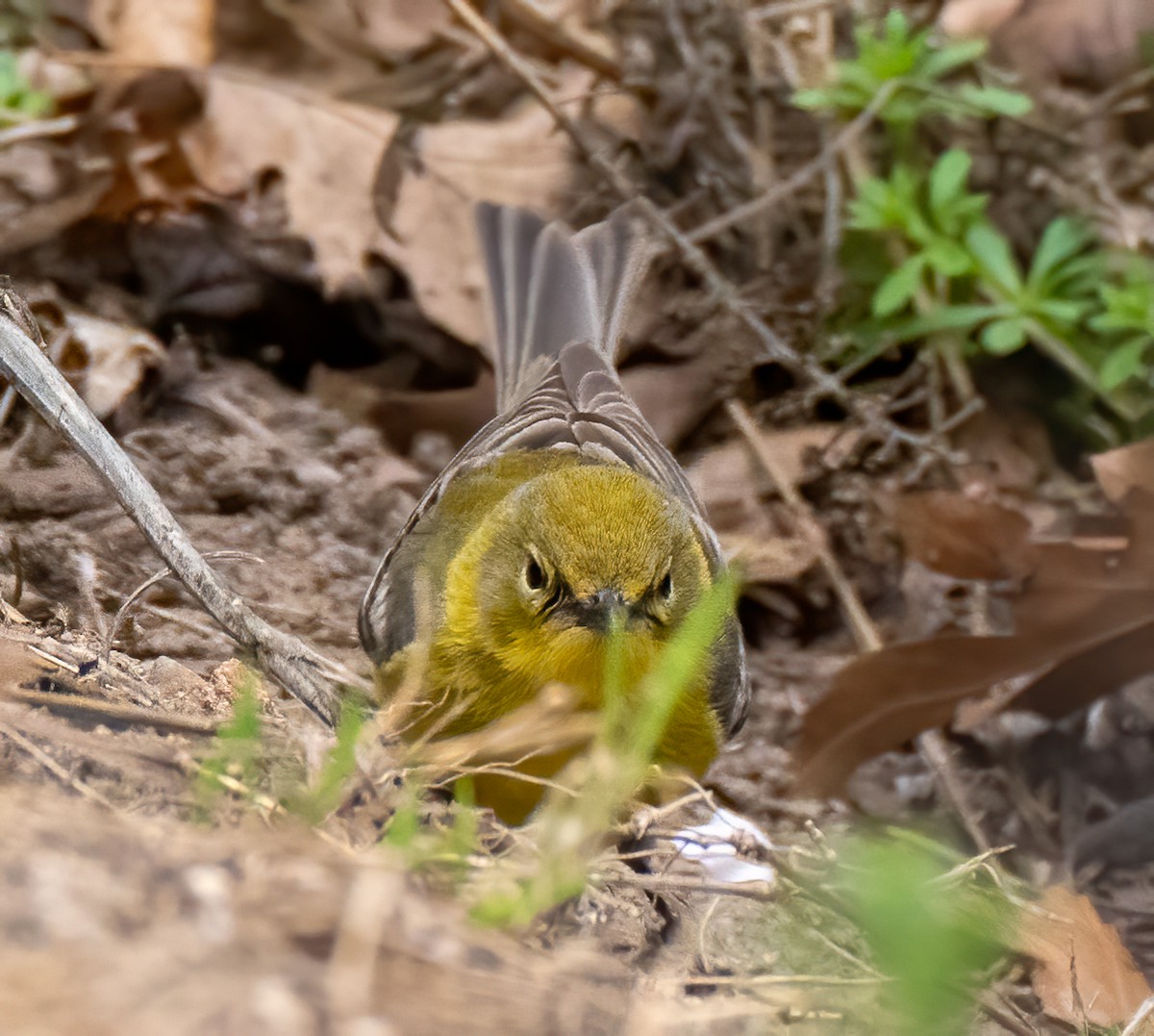 Pine Warbler - ML554736421