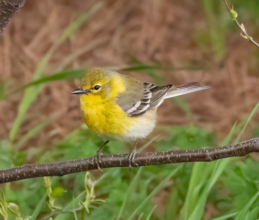 Pine Warbler - ML554736571