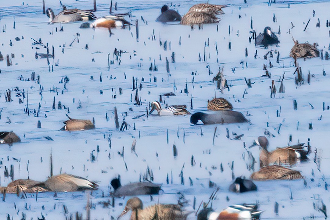 Garganey - ML554736821