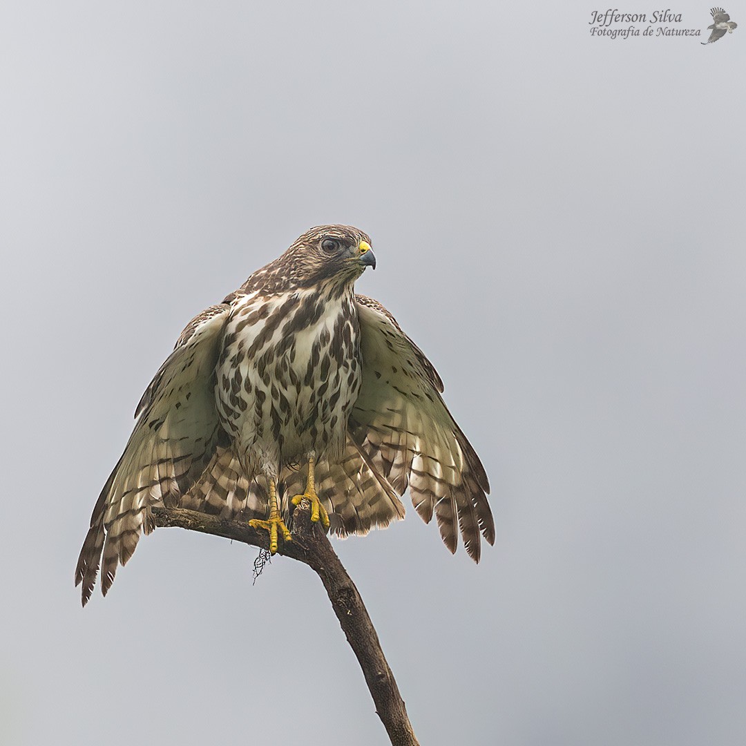 Broad-winged Hawk - ML554736961