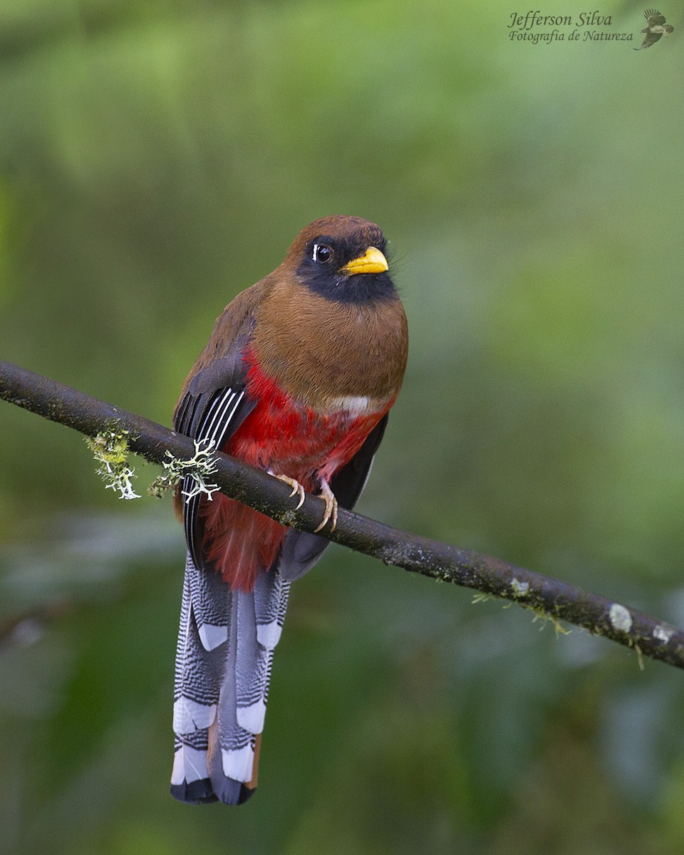 Trogon masqué - ML554737061