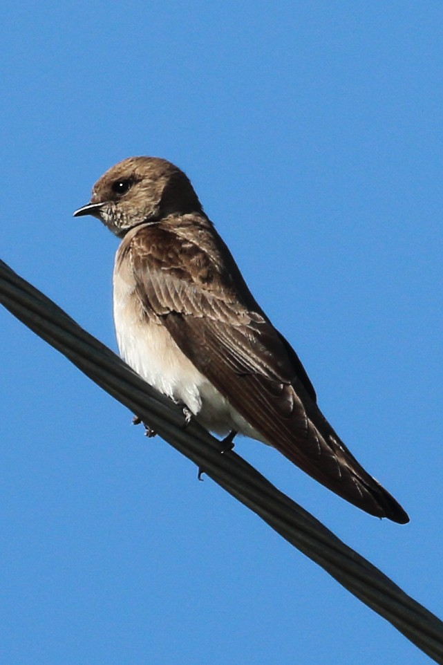 Northern Rough-winged Swallow - Jeffrey Fenwick