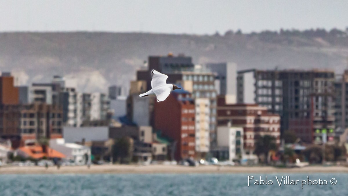 Brown-hooded Gull - ML554737831