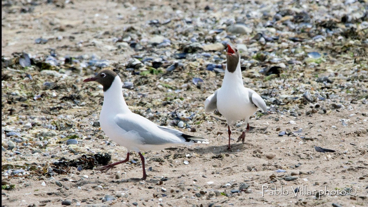 Brown-hooded Gull - ML554737881