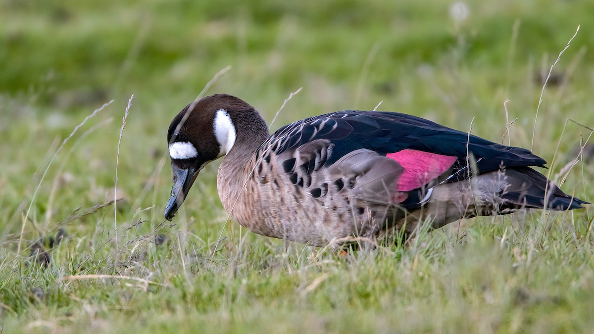 Spectacled Duck - ML554738081