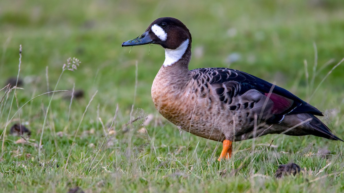 Canard à lunettes - ML554738091