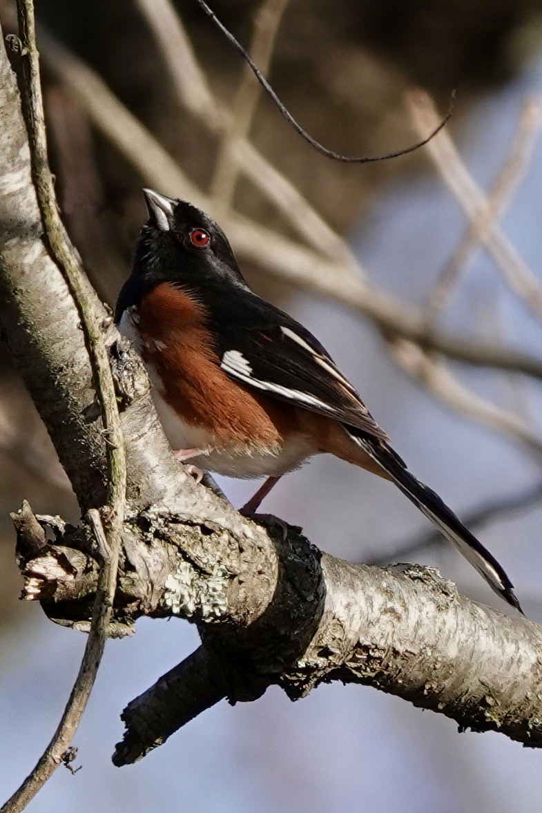 Eastern Towhee - Troy Gorodess