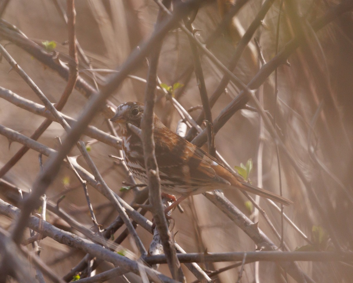 Fox Sparrow - ML554740761