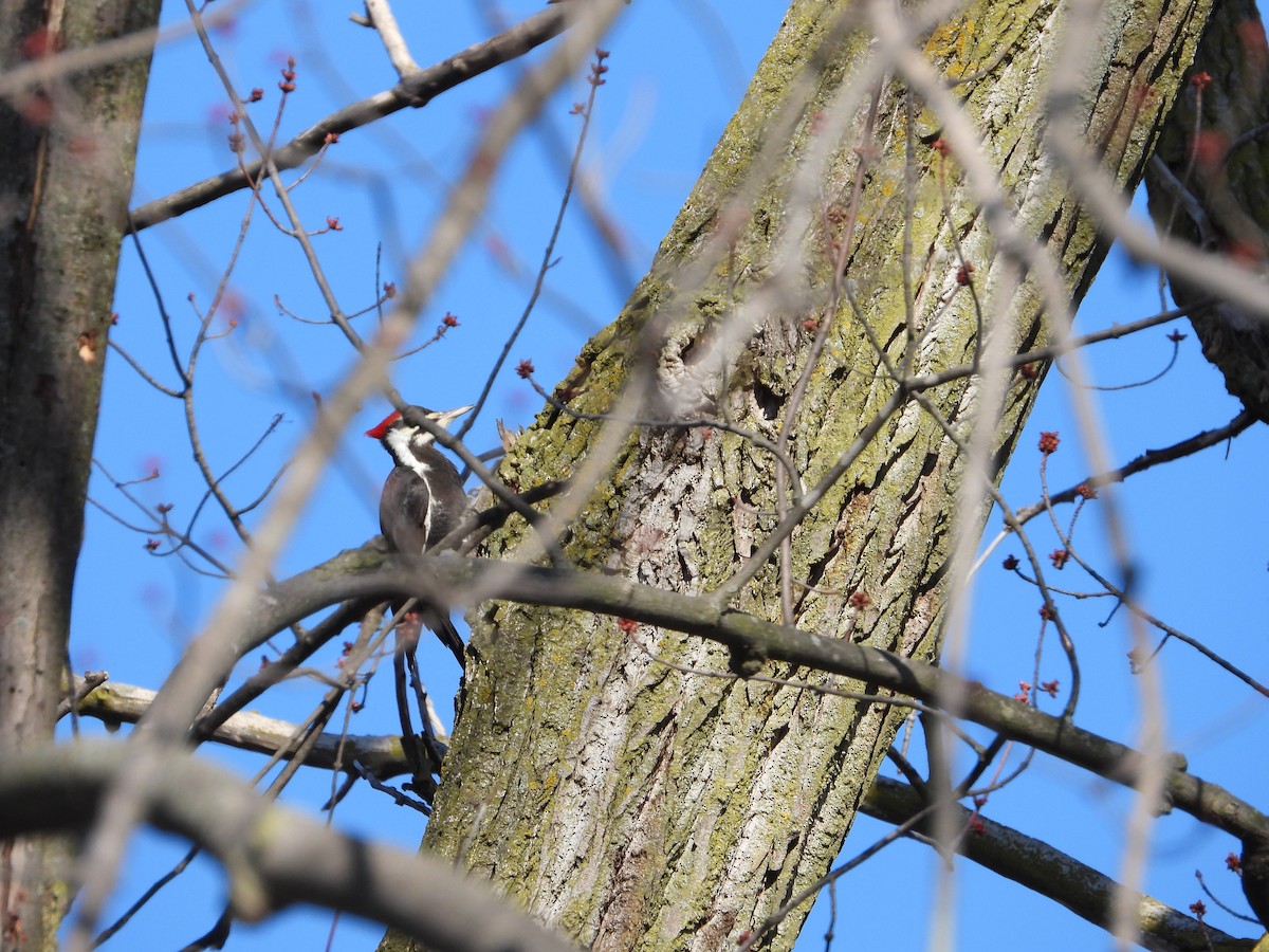 Pileated Woodpecker - ML554741811